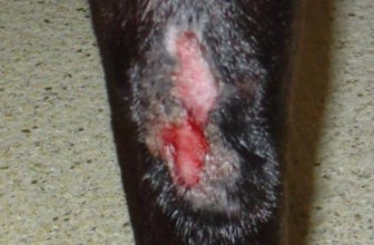 granuloma in dogs springer spaniel pet insurance pet insurance u granuloma in dogs springer spaniel pet insurance pet insurance u