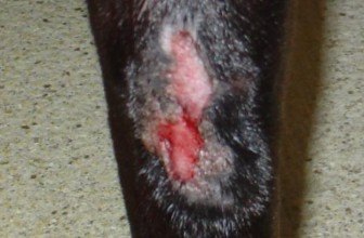 Acral Lick Granuloma in Dogs