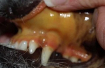 Acute Liver Failure in Dogs