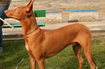 #5: Pharaoh Hound $6500