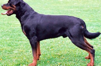 #6: Rottweiler $6000
