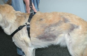 Alopecia in Dogs