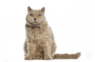 Selkirk Rex Cat Insurance