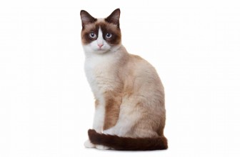 Snowshoe Cat Insurance