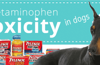 Acetaminophen Toxicity in Dogs
