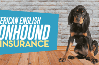 American English Coonhound Pet Insurance