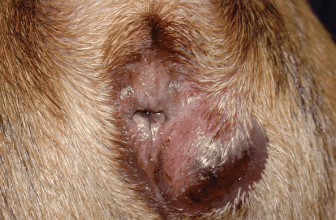 Anal Sac Disease in Dogs