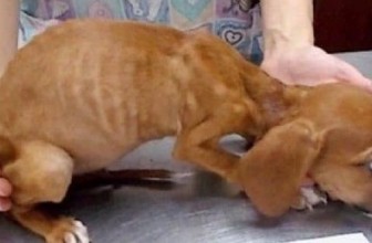 Anemia in Dogs