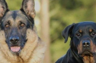 Aortic Stenosis in Dogs