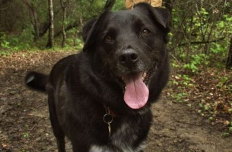 Arthritis in Dogs