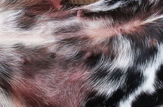 Atopic Dermatitis in Dogs