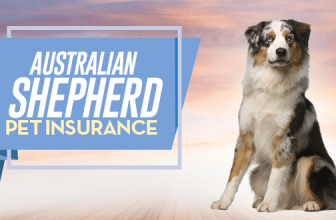 Australian Shepherd Pet Insurance