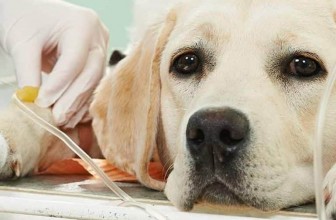 Autoimmune Diseases in Dogs