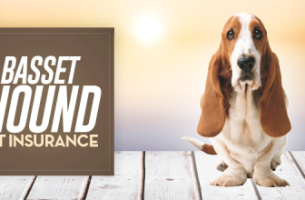Basset Hound Pet Insurance