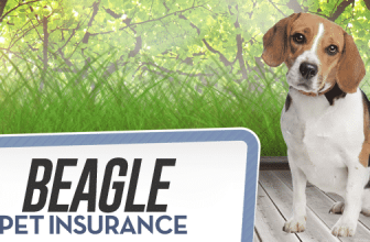 Beagle Pet Insurance