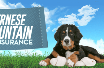 Bernese Mountain Dog Pet Insurance