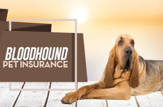 Bloodhound Pet Insurance