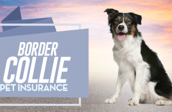 Border Collie Pet Insurance