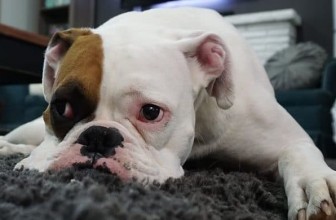 Boxer Colitis