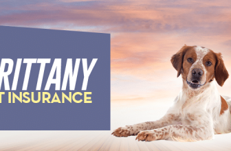 Brittany Pet Insurance