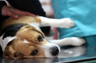 Broken Bones in Dogs