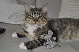 Cool Cat Toys You Can Make Yourself