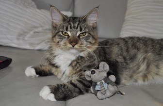 Cool Cat Toys You Can Make Yourself