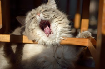 10 Dog and Cat Animal Idioms (and Their Intriguing Origins)