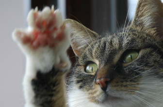Declawing Cats: The Good, The Bad, The Other Options