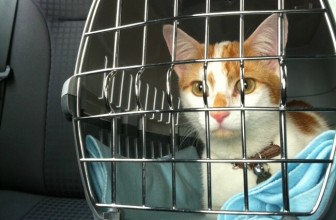 Cut, Pill, Feed or Radiate? Treating a Hyperthyroid Cat