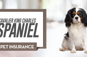 Cavalier King Charles Spaniel Pet Insurance