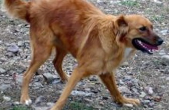 Cerebellar Hypoplasia in Dogs