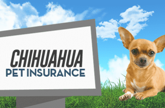 Chihuahua Pet Insurance