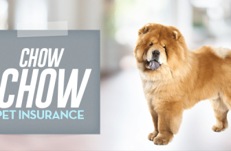 Chow Chow Pet Insurance
