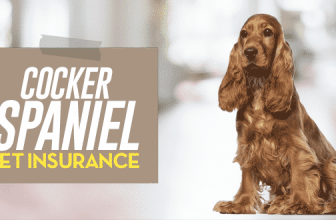 Cocker Spaniel Pet Insurance