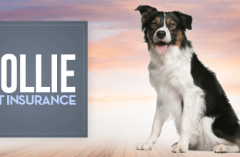 Collie Pet Insurance