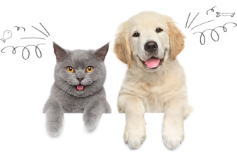 Pet Insurance Comparison