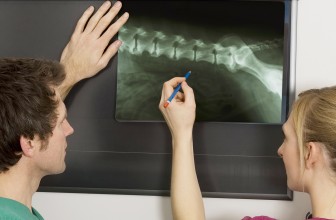 Curvature of The Spine in Dogs