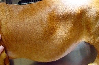 Cushing’s Disease in Dogs