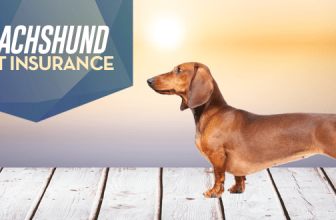 Dachshund Pet Insurance