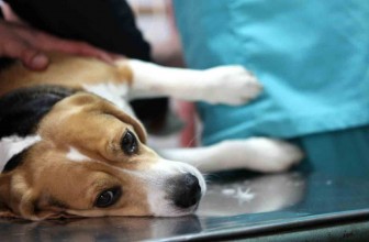 Dilated Cardiomyopathy in Dogs
