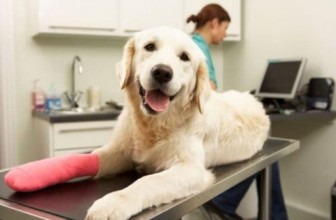 Top 10 Health Products for Dogs (No. 2 is Best)