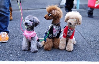 Pet Insurance in California
