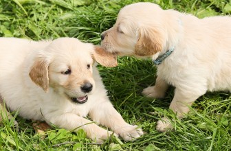 Ouch! How to Stop Puppy Biting