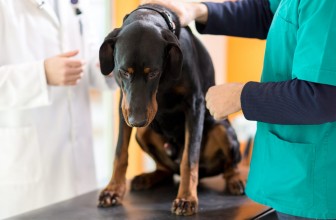 Cancer in Dogs