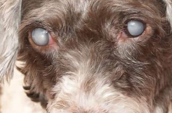 Cataracts in Dogs