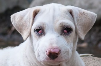 Cherry Eye in Dogs