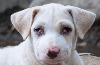 Cherry Eye in Dogs