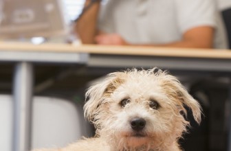5 Tips for Surviving a Home Office With Your Dog