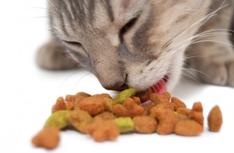 Why Changing Your Cat’s Food is Risky